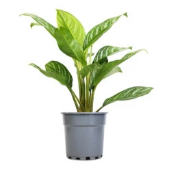 Aglaonema Stripes - Chinese Evergreen -Plant potted plants Aglaonema Stripes Chinese Evergreen 17x55cm