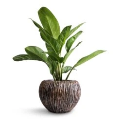 Luxe Lite Waterfall Globe Planter - Bronze 30 Luxe Lite Waterfall Globe Planter - Bronze -Plant potted plants Aglaonema Stripes Chinese Evergreen 17x55cm Luxe Lite Waterfall Globe Planter Bronze 28x20cm