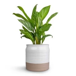 Aglaonema Stripes - Chinese Evergreen -Plant potted plants Aglaonema Stripes Chinese Evergreen 17x55cm Puro Ripple Plant Pot White 21x19cm c6662ff1 b444 4db9 a421 abc27a7ad19c