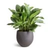 Aglaonema Stripes - Chinese Evergreen -Plant potted plants Aglaonema Stripes Chinese Evergreen 30x80cm Mini Orb Kevan Plant Pot Black Washed 39x35cm