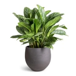 Mini Orb Kevan Plant Pot - Black Washed 25 Mini Orb Kevan Plant Pot - Black Washed -Plant potted plants Aglaonema Stripes Chinese Evergreen 30x80cm Mini Orb Kevan Plant Pot Black Washed 39x35cm fae8348e e067 44c4 a8e0 73ac5d9ecf65