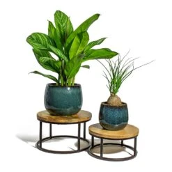 Beaucarnea - Pony Tail Palm - Orb -Plant potted plants Aglaonema Stripes Chinese Evergreen Beaucarnea Pony Tail Palm Orb odile petrol plant pot lois stand 92954cdc 0cbb 4fd7 a541 418c714eaf25
