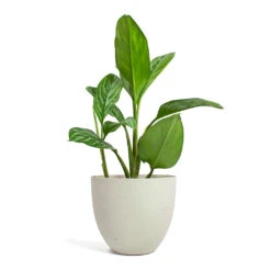 Coral Refined Planter - Natural White -Plant potted plants Aglaonema Stripes Chinese Evergreen Coral Refined Planter Natural White