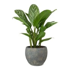 Aglaonema Stripes - Chinese Evergreen -Plant potted plants Aglaonema Stripes Chinese Evergreen Fay Plant Pot
