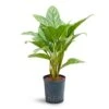Aglaonema Stripes - Chinese Evergreen - HydroCare -Plant potted plants Aglaonema Stripes Chinese Evergreen Hydroculture 18 19x60cm
