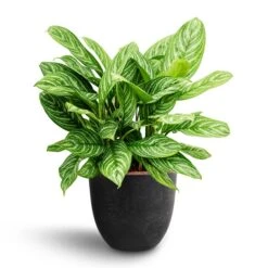 Aglaonema Stripes - Chinese Evergreen - HydroCare -Plant potted plants Aglaonema Stripes Chinese Evergreen Hydroculture Bola Artstone Plant Pot Black