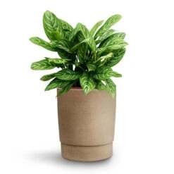 Aglaonema Stripes - Chinese Evergreen - HydroCare -Plant potted plants Aglaonema Stripes Chinese Evergreen Hydroculture Chao Plant Pot Concrete