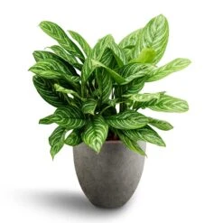 Grigio Egg Pot Planter - Natural Concrete 31 Grigio Egg Pot Planter - Natural Concrete -Plant potted plants Aglaonema Stripes Chinese Evergreen Hydroculture Grigio Egg Pot Planter Natural Concrete 4b8e4a8b 8204 48b5 aa17 9c8cbd607812