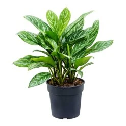 Aglaonema Stripes - Chinese Evergreen -Plant potted plants Aglaonema Stripes Chinese Evergreen Large