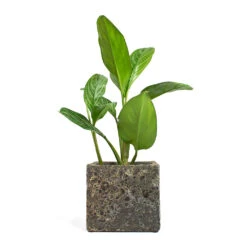 Lava Cube Relic Planter - Rust -Plant potted plants Aglaonema Stripes Chinese Evergreen Lava Cube Relic Planter Rust