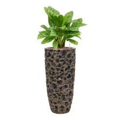 Luxe Lite Moon Partner Planter - Bronze -Plant potted plants Aglaonema Stripes ChineseEvergreen Hydrocare Luxe Lite Moon Partner Planter Bronze cd3df0e9 7659 4095 b089 1d04e64150dc