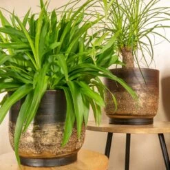Aico Plant Pot - Shiny Brown 20 Aico Plant Pot - Shiny Brown -Plant potted plants Aico shiny brown 05