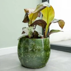 Aimee Plant Pot - Pear -Plant potted plants Aimee Plant Pot Pear Houseplants