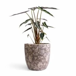 Alocasia Bambino Arrow - Jewel Alocasia 22 Alocasia Bambino Arrow - Jewel Alocasia -Plant potted plants Alocasia Bambino Arrow Jewel Alocasia 14x35cm Monza Plant Pot Vintage Grey 17x17cm 47056870 093b 4b2b bd09 9244d03a694f