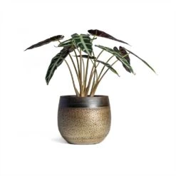 Mya Plant Pot - Deep Champagne -Plant potted plants Alocasia Bambino Arrow Jewel Alocasia 14x35cm Mya Plant Pot Deep Champagne 18x16cm 1236a17a ed1a 4116 9b7b 8894167eda24
