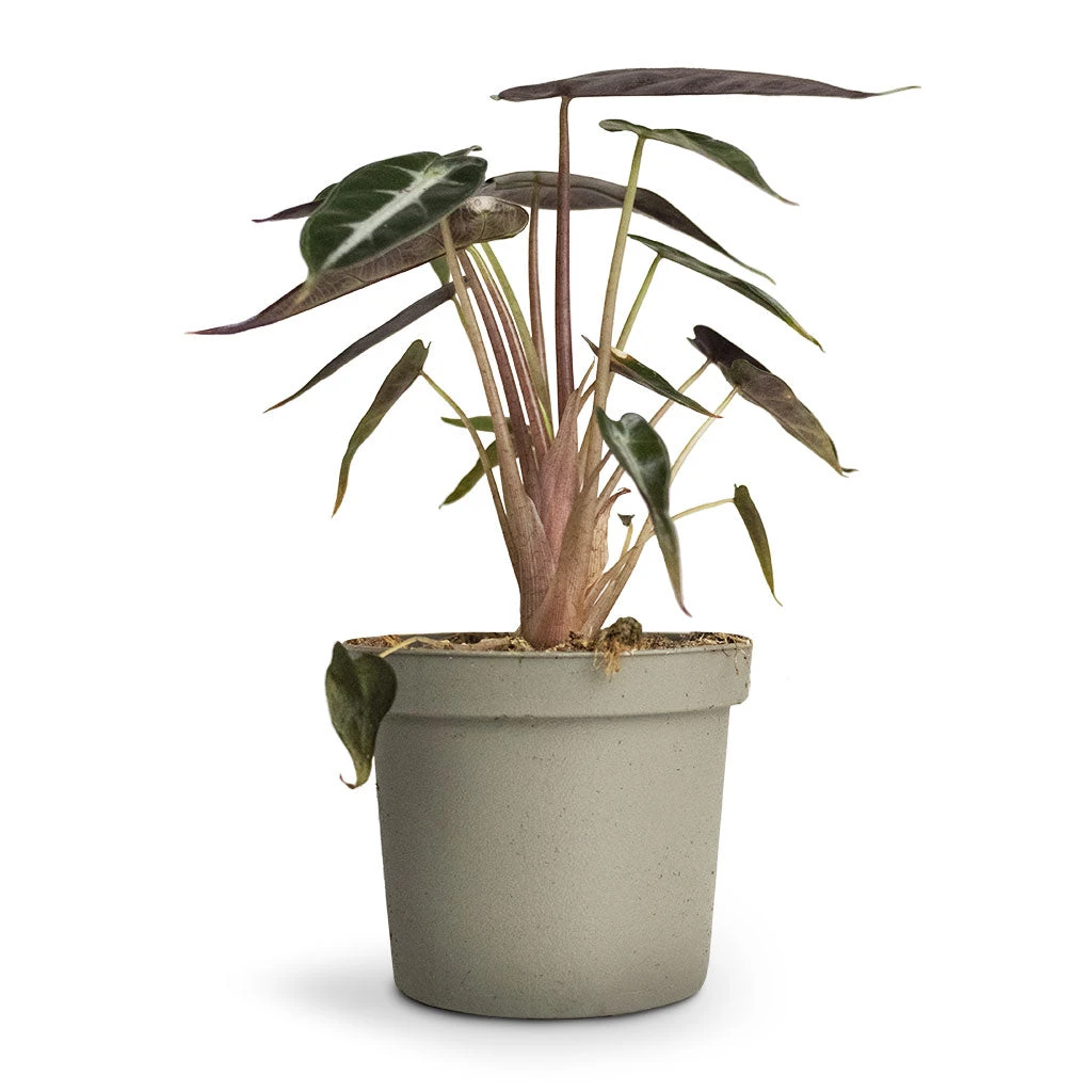 Alocasia Bambino Arrow - Jewel Alocasia 7 Alocasia Bambino Arrow - Jewel Alocasia - Image 5