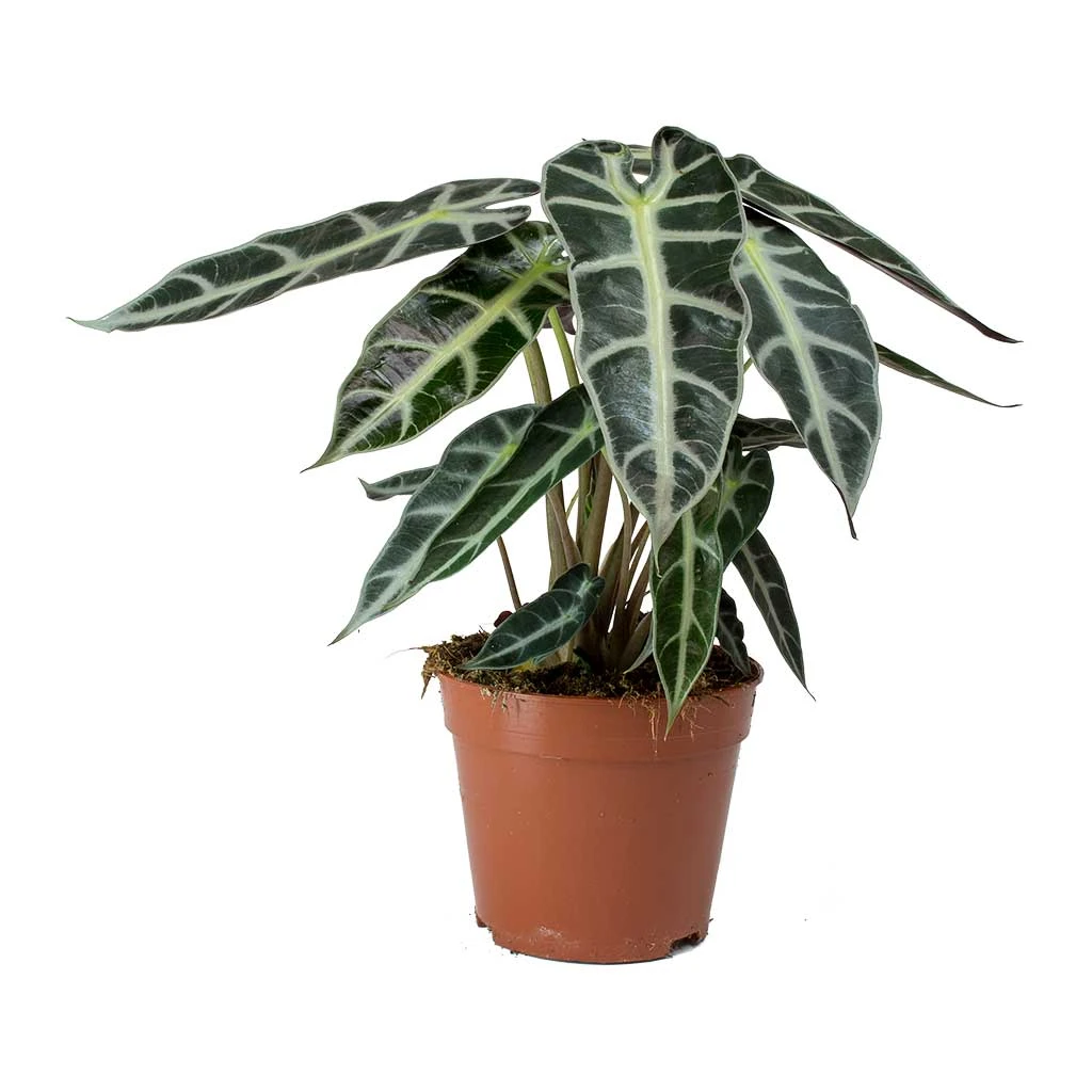 Alocasia Bambino Arrow - Jewel Alocasia 9 Alocasia Bambino Arrow - Jewel Alocasia - Image 7
