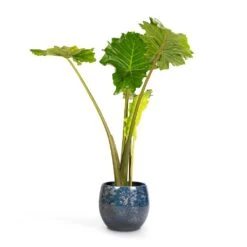Alocasia Portodora - Upright Elephant Ear -Plant potted plants Alocasia Portodora Upright Elephant Ear 24x90cm Aimee Plant Pot River Blue 33x28cm