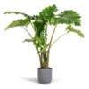 Alocasia Portodora - Upright Elephant Ear -Plant potted plants Alocasia Portodora Upright Elephant Ear 24x90cm Lisbon Plant Pot Charcoal 26x26cm