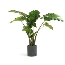 Max Refined Planter - Pine Green 28 Max Refined Planter - Pine Green -Plant potted plants Alocasia Portodora Upright Elephant Ear 24x90cm Max Refined Planter Pine Green 29x29.5cm 0374f753 a656 448c 9ee1 ec4106993241