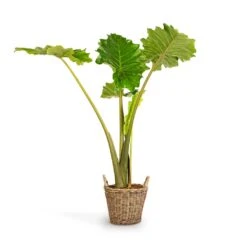 Alocasia Portodora - Upright Elephant Ear -Plant potted plants Alocasia Portodora Upright Elephant Ear 24x90cm Nanna Wikr Plant Basket Natural 30x32cm