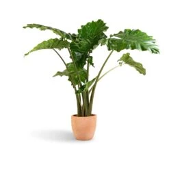 Terracotta Plant Pot -Plant potted plants Alocasia Portodora Upright Elephant Ear 24x90cm Terracotta Plant Pot 30x26cm 431f1c41 7c5d 4f7d bf34 6e27f3f0afce