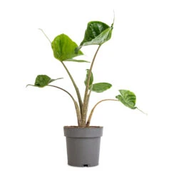 Alocasia Stingray - Elephant Ear -Plant potted plants Alocasia Stingray Elephant Ear 13x40cm