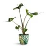 Alocasia Stingray - Elephant Ear -Plant potted plants Alocasia Stingray Elephant Ear 13x40cm Monza Plant Pot Botanica Fern 15x15cm