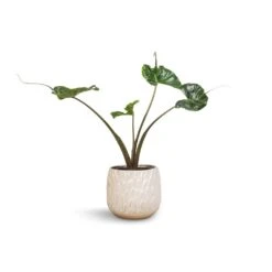 Arles Leaf Plant Pot - White 10 Arles Leaf Plant Pot - White -Plant potted plants Alocasia Stingray Elephant Ear 17x65cm Arles Leaf Plant Pot White 20x20cm