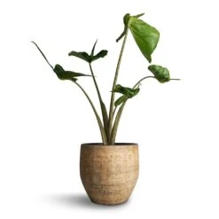 Alocasia Stingray - Elephant Ear -Plant potted plants Alocasia Stingray Elephant Ear 17x65cm Emmy Plant Pot Camel 22x20cm