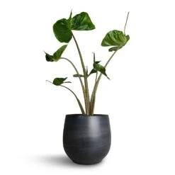 Esra Plant Pot - Graphite -Plant potted plants Alocasia Stingray Elephant Ear 17x65cm Esra Plant Pot Graphite 22x20cm b964970d 913a 4cb5 9e4e be2b7eaae135