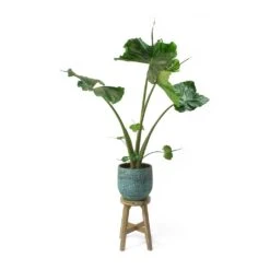 Alocasia Stingray - Elephant Ear -Plant potted plants Alocasia Stingray Elephant Ear Evi Antique Bronze Plant Pot