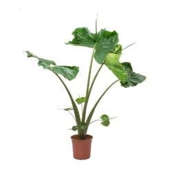 Alocasia Stingray - Elephant Ear -Plant potted plants Alocasia Stingray Elephant Ear Large