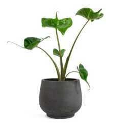 Alocasia Stingray - Elephant Ear -Plant potted plants Alocasia Stingray Elephant Ear Mini Pixie Plant Pot Black Washed 3d039430 b95e 4427 91ac 0a4309c5d871