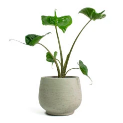 Mini Pixie Plant Pot - Grey Washed -Plant potted plants Alocasia Stingray Elephant Ear Mini Pixie Plant Pot Grey Washed