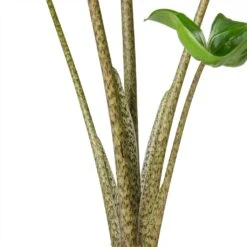 Alocasia Stingray - Elephant Ear -Plant potted plants Alocasia Stingray Elephant Ear Stems