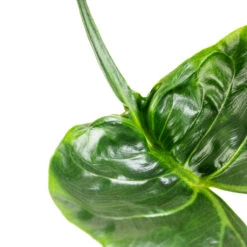 Alocasia Stingray - Elephant Ear -Plant potted plants Alocasia Stingray Elephant Ear Swatch 3