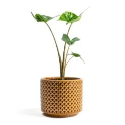 Alocasia Stingray - Elephant Ear -Plant potted plants Alocasia Stingray Elephant Ear Thies Plant Pot Mustard 489ff64e cd0c 4143 9fca 372bb3c563f5