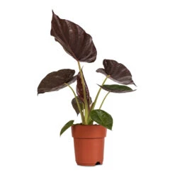 Alocasia Wentii - Hardy Elephant Ear -Plant potted plants Alocasia Wentii Hardy Elephant Ear 19x65cm