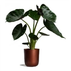 Alocasia Wentii - Hardy Elephant Ear -Plant potted plants Alocasia Wentii Hardy Elephant Ear 19x65cm Mayk Plant Pot Copper 22.5cmx23cm bf95207a d585 4404 ae11 9e21a8a4d958