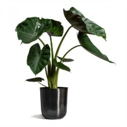 Alocasia Wentii - Hardy Elephant Ear -Plant potted plants Alocasia Wentii Hardy Elephant Ear 19x65cm Mayk Plant Pot Lead 22.5cmx23cm