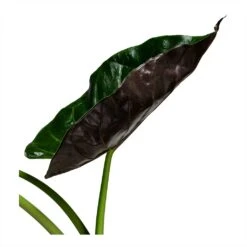 Alocasia Wentii - Hardy Elephant Ear -Plant potted plants Alocasia Wentii Hardy Elephant Ear 19x65cm foliage 2
