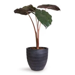 Angle Couple Plant Pot - Anthracite 10 Angle Couple Plant Pot - Anthracite -Plant potted plants Alocasia Yucatan Princess Elephant Ear 17x65cm Angle Couple Plant Pot Anthracite 24x23cm 5c7907f1 2432 47f1 b2d3 f4b2f311a2cc