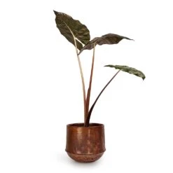 Alocasia Yucatan Princess - Elephant Ear -Plant potted plants Alocasia Yucatan Princess Elephant Ear 17x65cm Noud Plant Pot Copper 26x22cm 2fc8507c 9e2c 4d34 89b0 ec915738e474