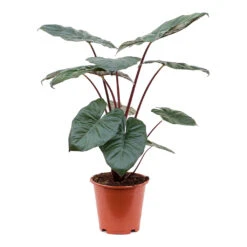 Alocasia Yucatan Princess - Elephant Ear -Plant potted plants Alocasia Yucatan Princess Elephant Ear