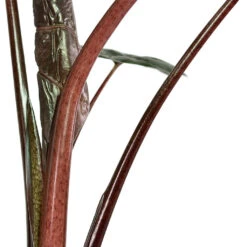 Alocasia Yucatan Princess - Elephant Ear -Plant potted plants Alocasia Yucatan Princess Elephant Ear Close Up Stems