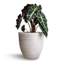 Angle Couple Plant Pot - White -Plant potted plants Alocasia amazonica Polly Elephant Ear 17x50cm Angle Couple Plant Pot White 24x23cm 6a0dfb71 7210 47f0 acf1 683fd38a4b97