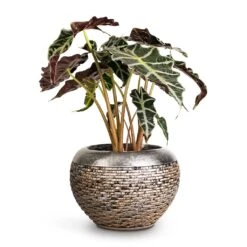 Luxe Lite Layer Globe Planter - Bronze 15 Luxe Lite Layer Globe Planter - Bronze -Plant potted plants Alocasia amazonica Polly Elephant Ear 17x50cm Luxe Lite Layer Globe Planter Bronze 28x20cm
