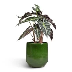 Remi Plant Pot - Green -Plant potted plants Alocasia amazonica Polly Elephant Ear 17x50cm Remi Plant Pot Green 23x25cm
