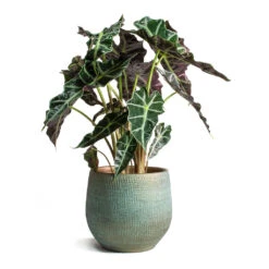 Ryan Plant Pot - Blue Gold -Plant potted plants Alocasia amazonica Polly Elephant Ear Ryan Plant Pot Blue Gold 3ef5f156 1fc5 4551 b37a 6cd73c7b3a41
